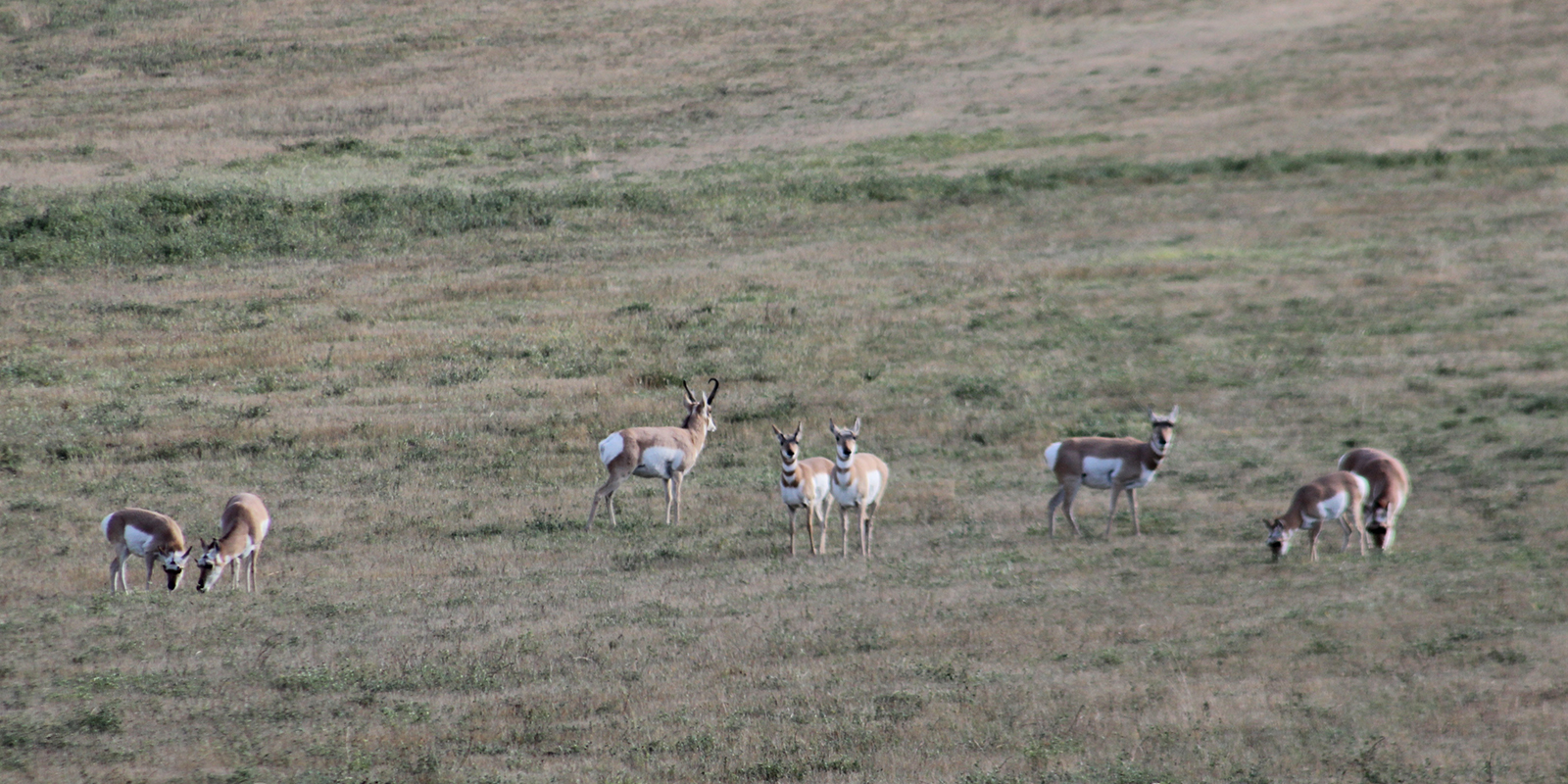 Antelope Herd on Prairie 2018