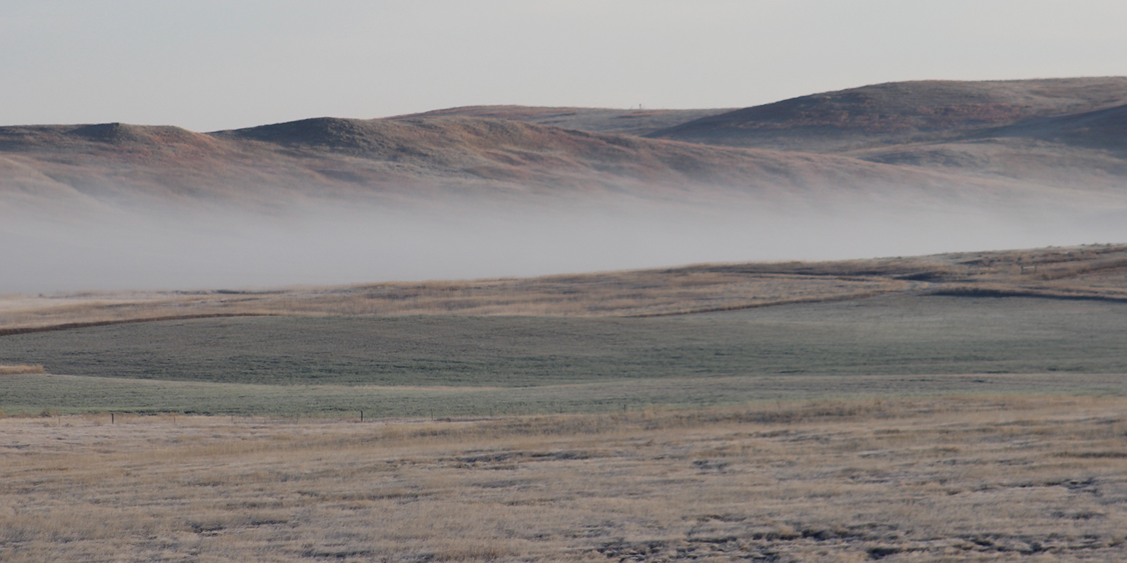 Grasslands with Morning Fog