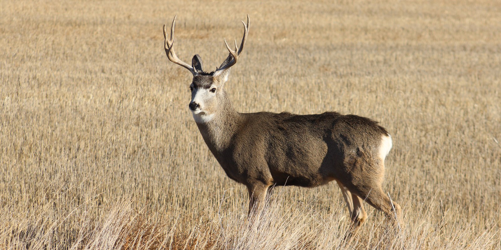 Mule Deer 11123