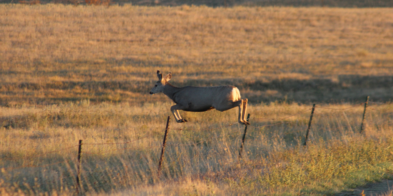 Mule Deer Doe Jumping Fence