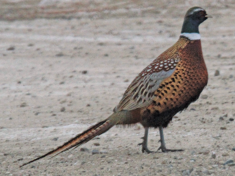 Ring-Necked Pheasant  Missouri Department of Conservation