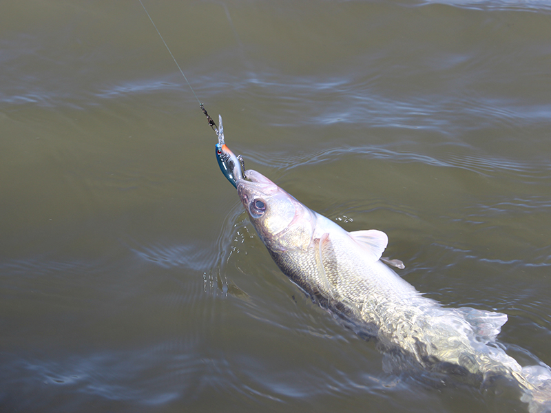 Rule change: Don't use invasive species as live fish bait in Missouri