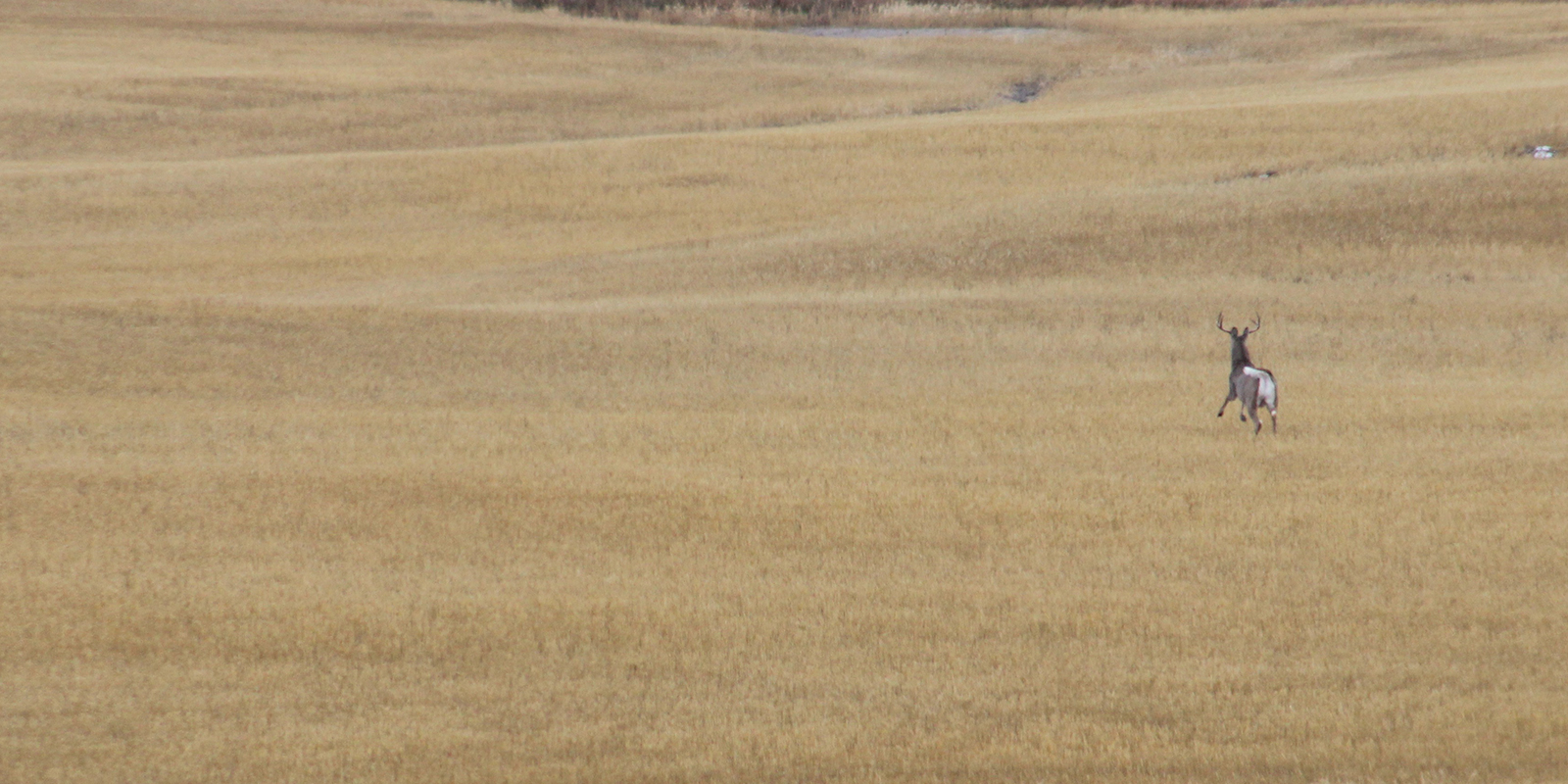 Whitetail Buck Running in Stubble