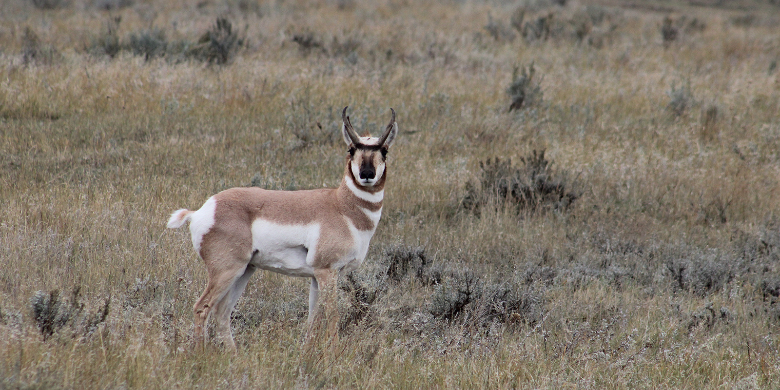 Antelope Buck Small Single